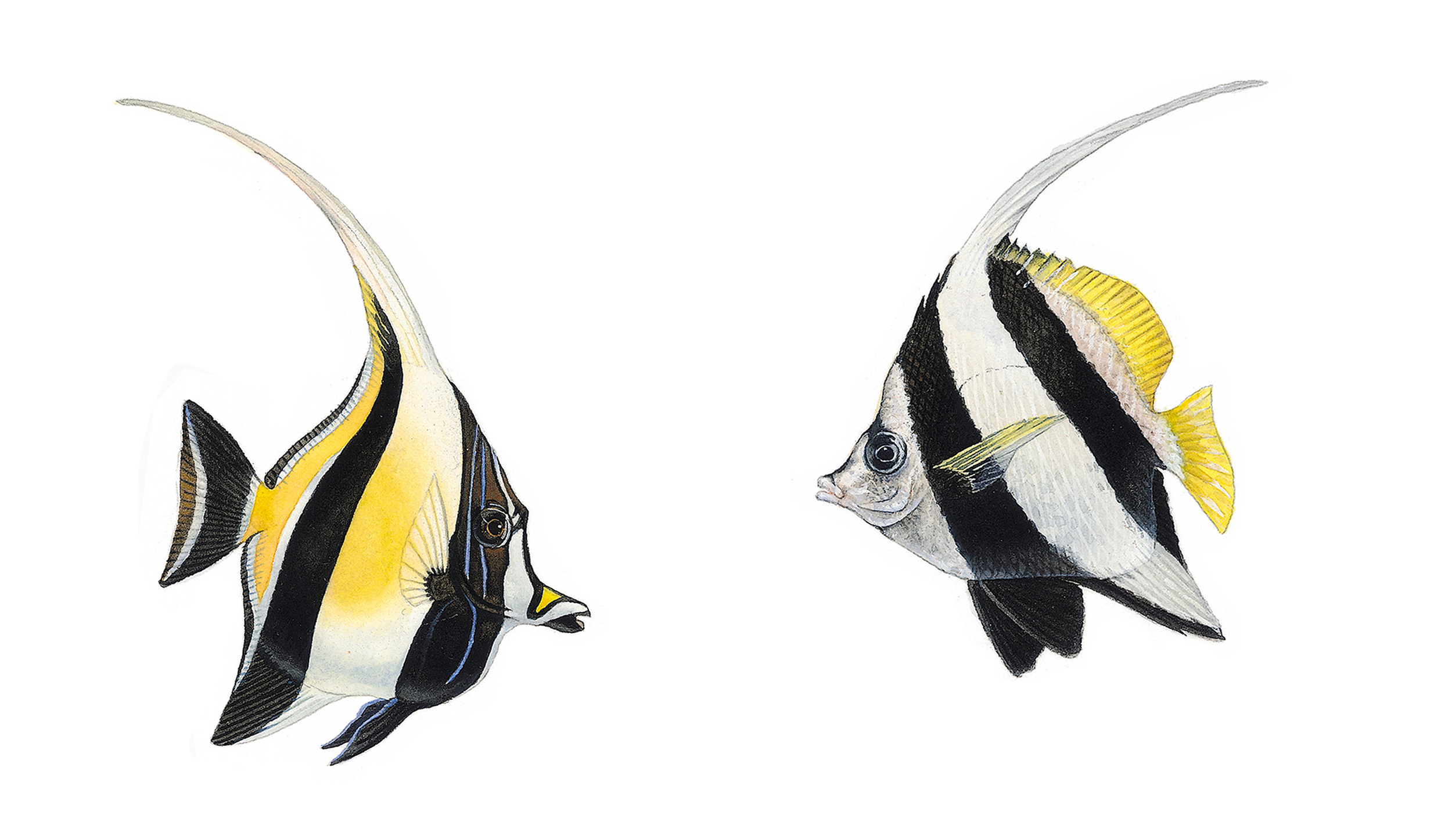Illustration naturaliste. Zanclus cornutus & Heniochus acuminatus
