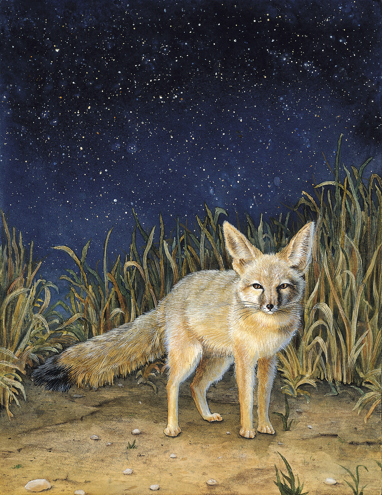 Illustration scientifique. Vulpes zerda
