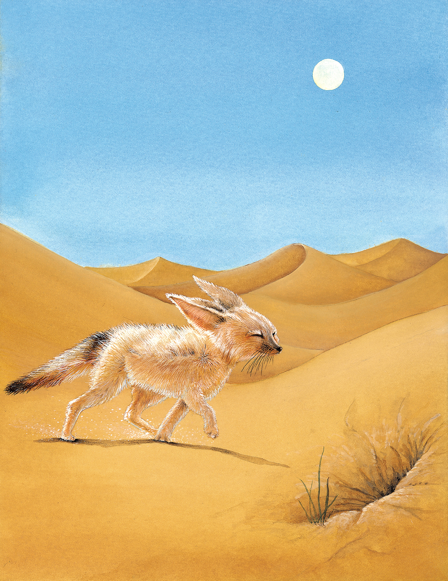 Illustration scientifique. Vulpes zerda