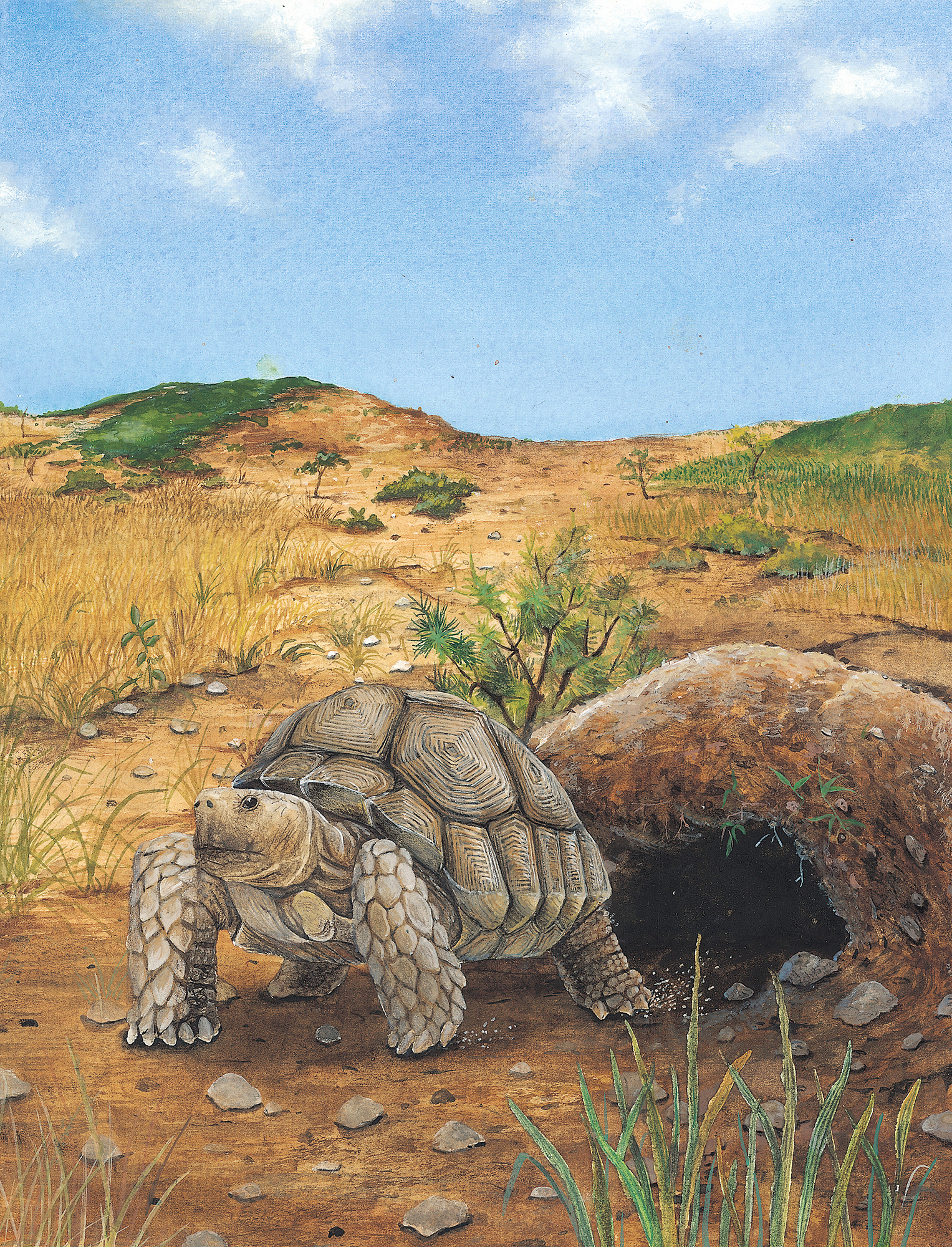 illustration scientifique. Centrochelys sulcata