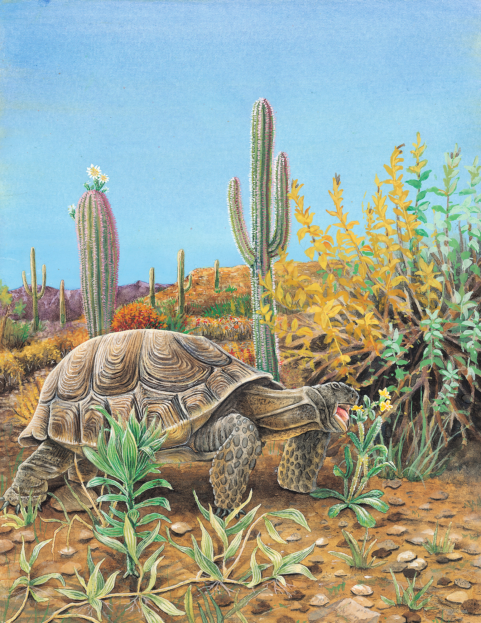 Illustration naturaliste. Gopherus flavomarginatus