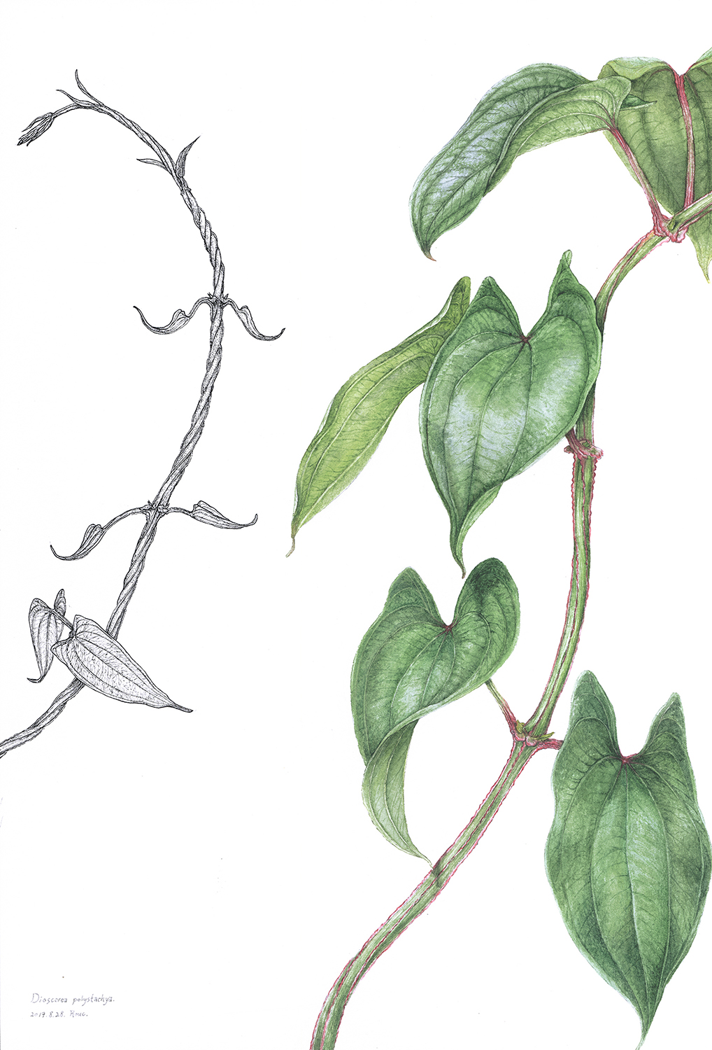 illustration botanique. Dioscorea polystachya