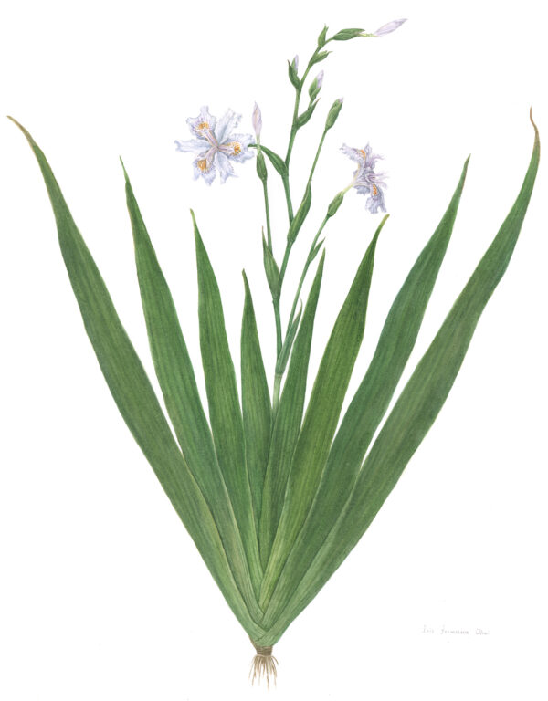 illustration botanique. Iris formosana