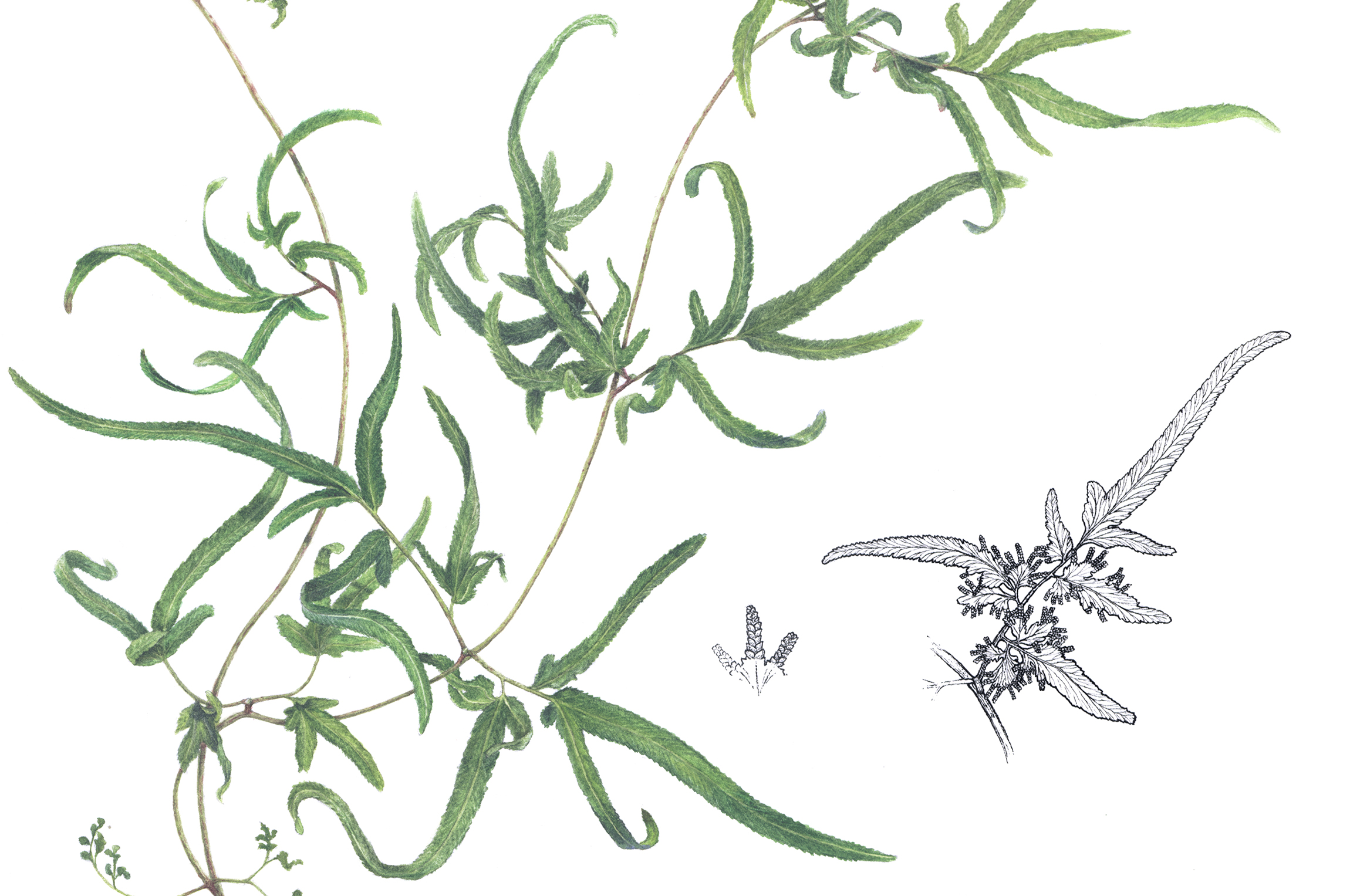 illustration botanique. Lygodium japonicum
