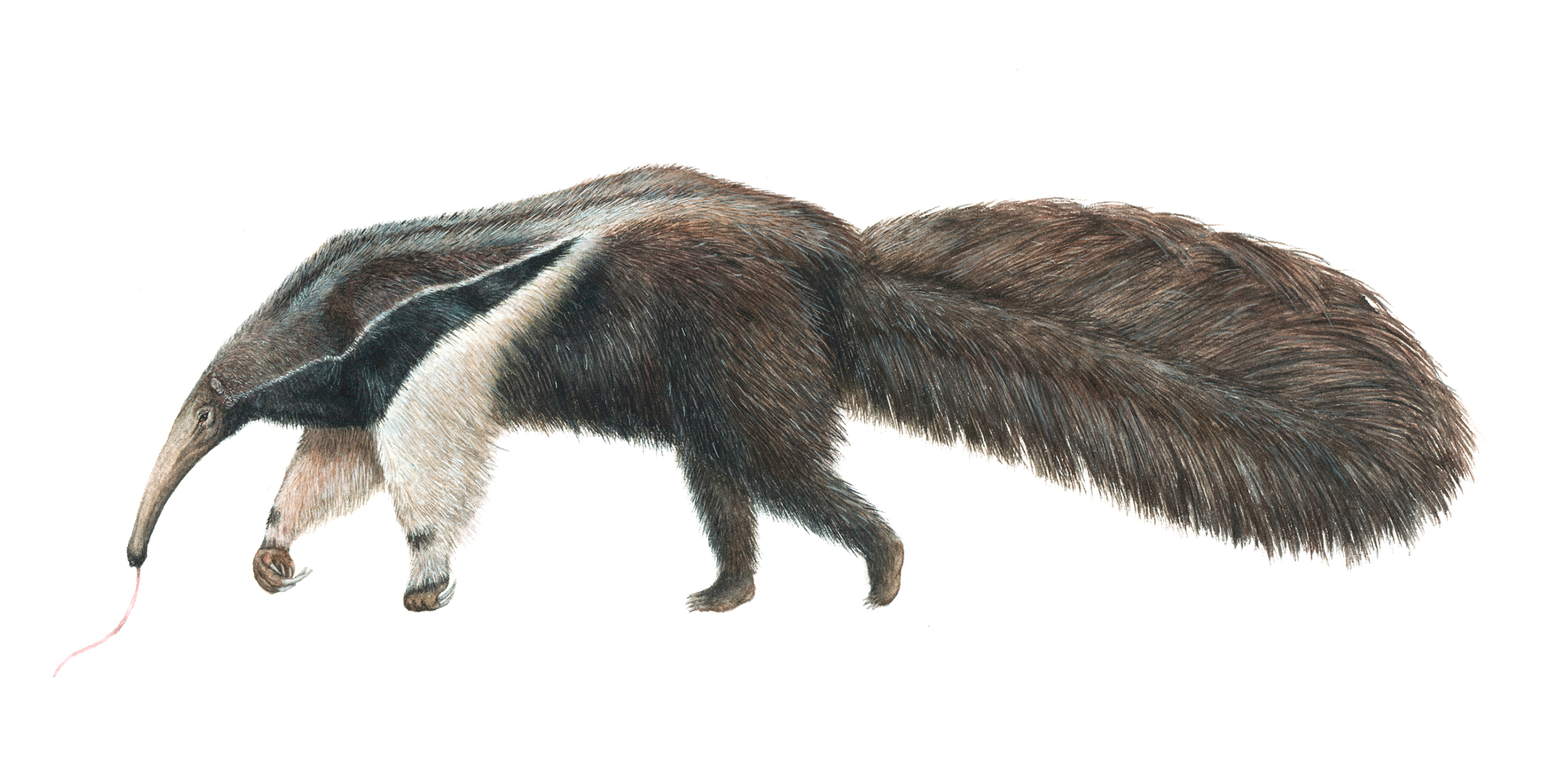 Illustration naturaliste. Myrmecophaga tridactyla