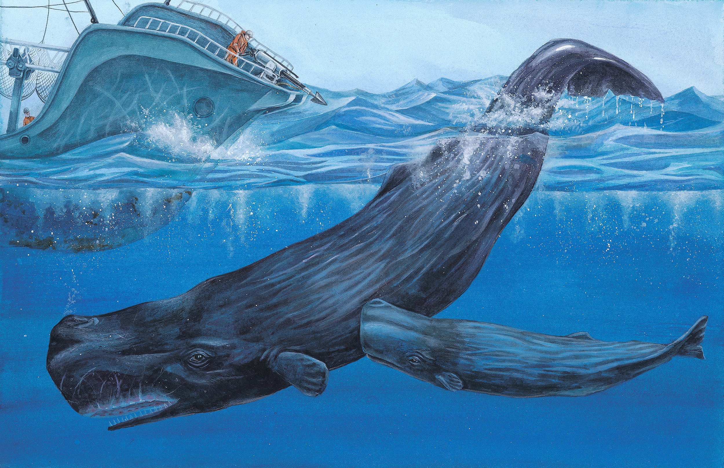 Illustration naturaliste. Physeter macrocephalus