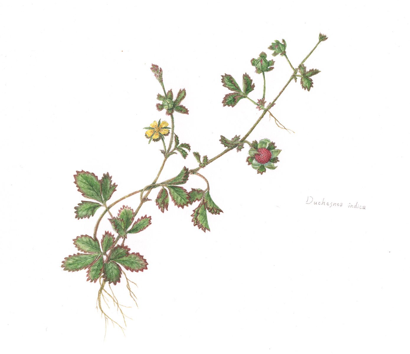 illustration botanique. Potentilla indica