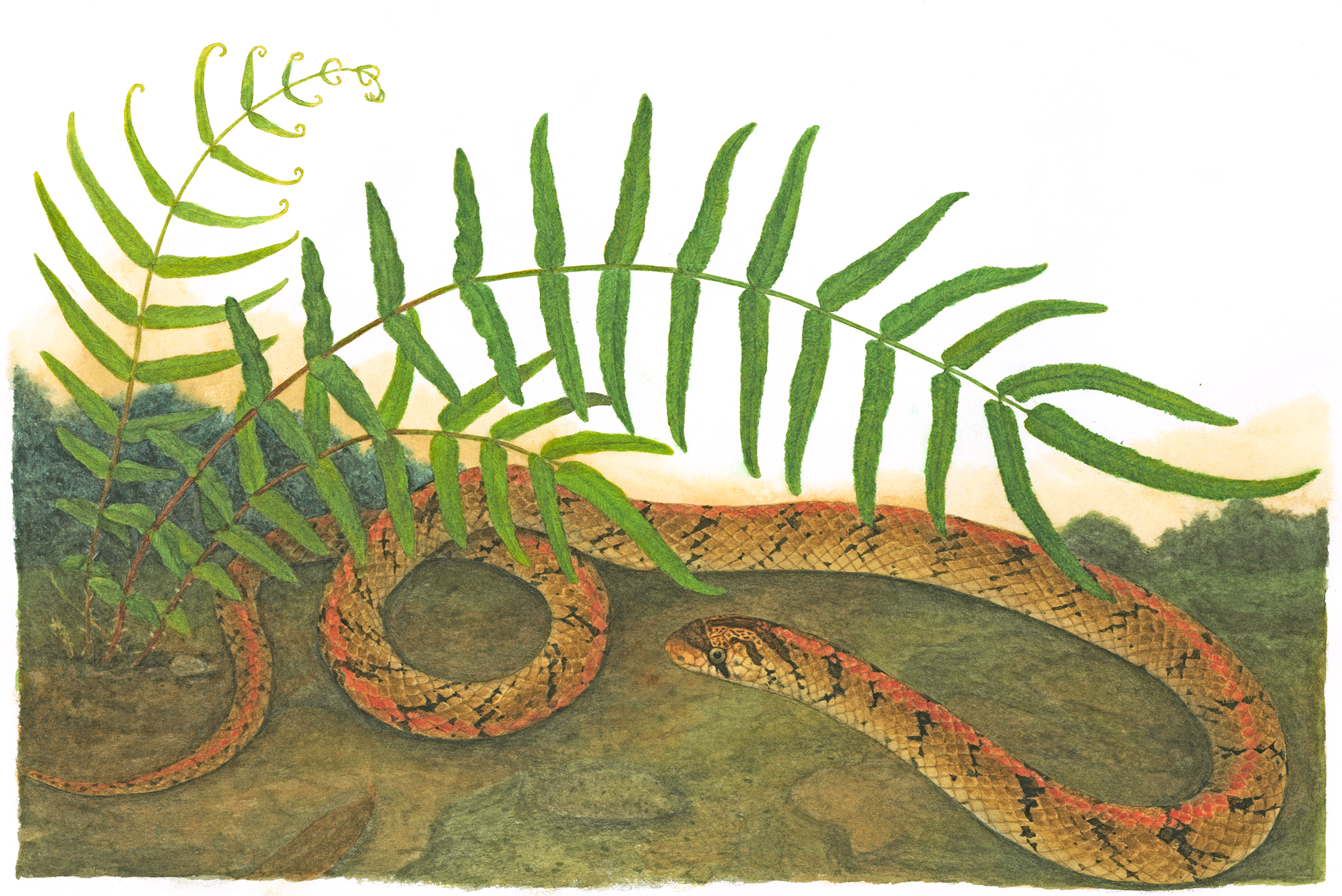 Illustration scientifique. Pteris vittata & Oligodon formosanus