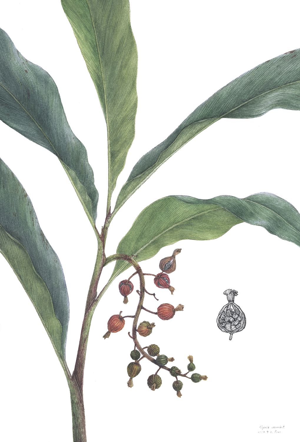 illustration botanique. Alpinia zerumbet