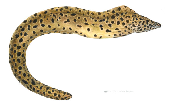 Gymnothorax favagineus. 1er prix du concours de l'illustration scientifique, organisé par le muséum national des sciences naturelles, Taïwan.