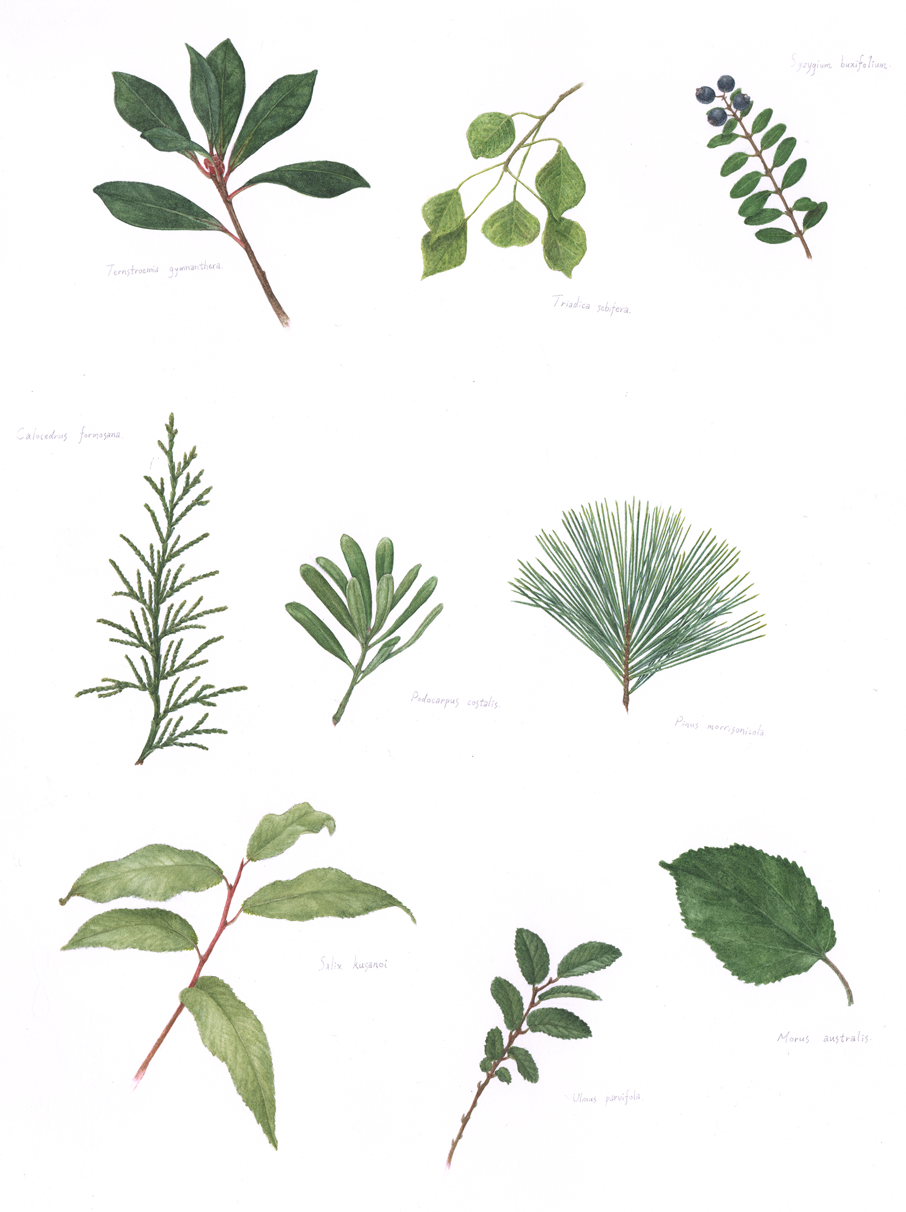 illustration botanique