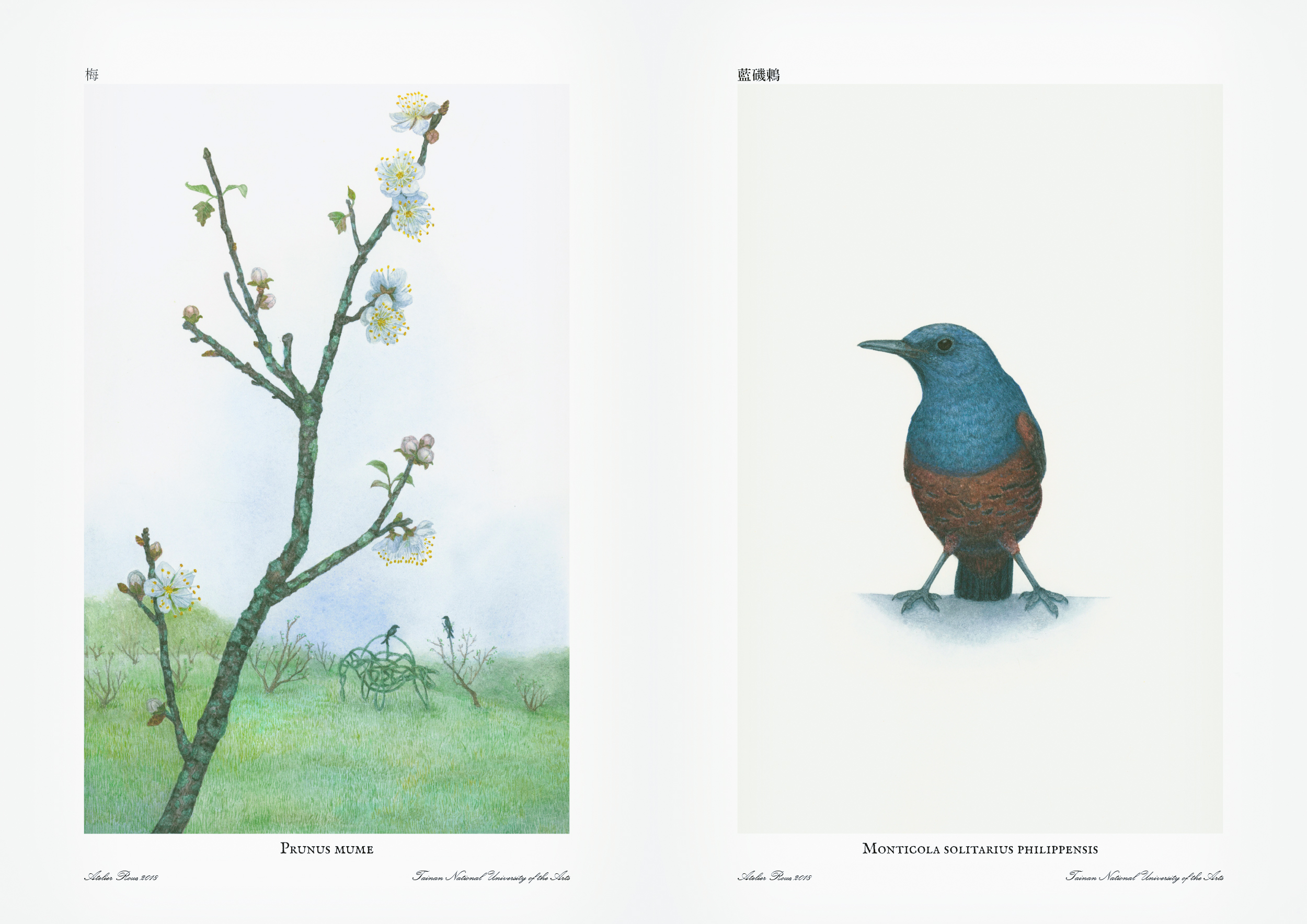 Illustration scientifique. Prunus mume & Monticola solitarius philippensis