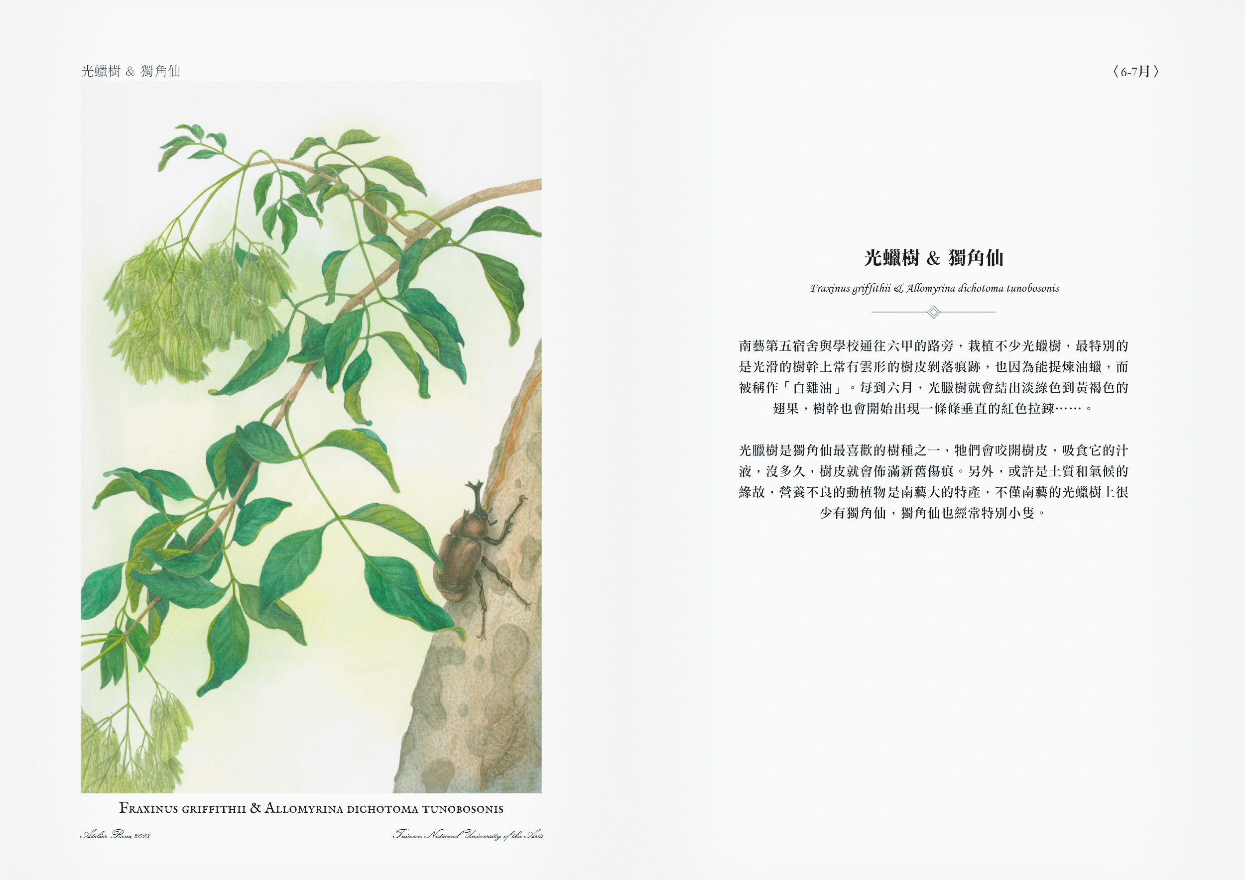 illustration scientifique. Fraxinus griffithii & Allomyrina dichotoma tunobosonis