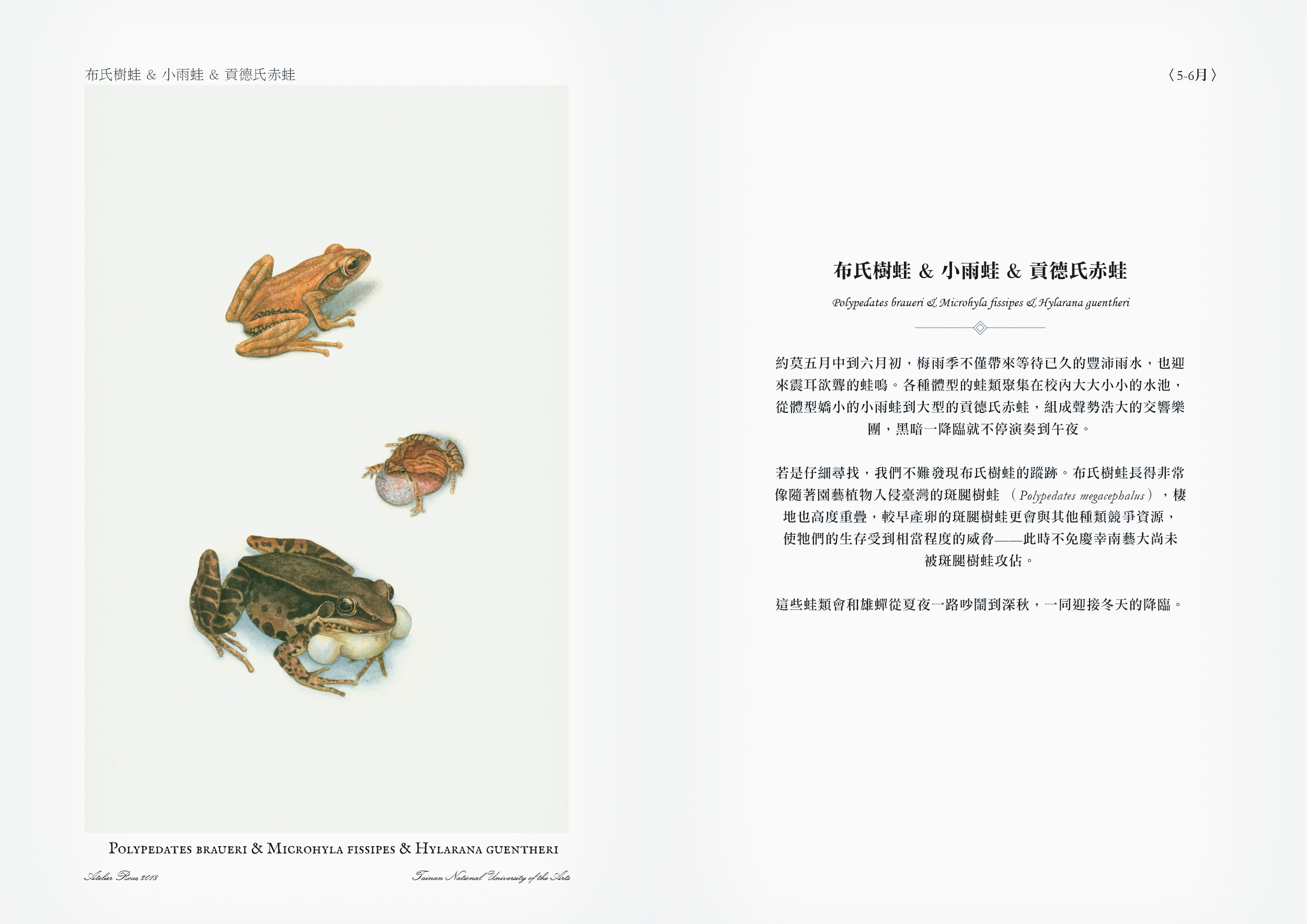 Illustration scientifique. Polypedates braueri & Microhyla fissipes & Hylarana guentheri