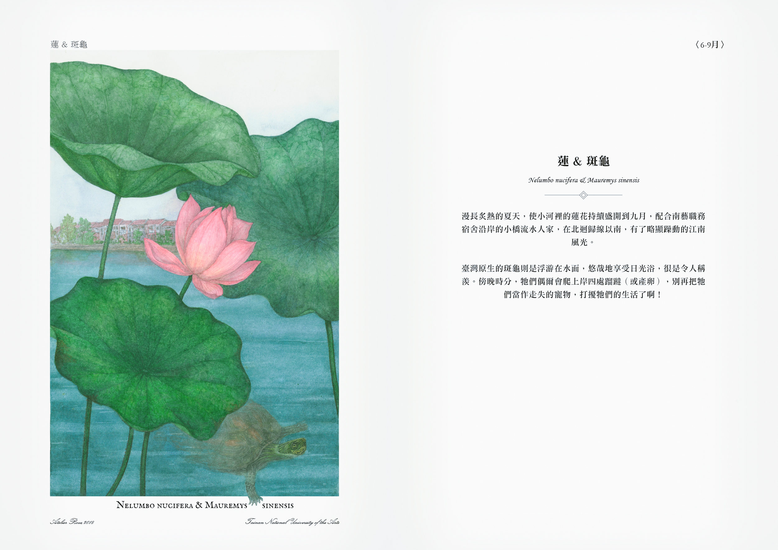 illustration scientifique. Nelumbo nucifera & Mauremys sinensis